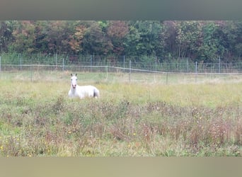 Polish riding pony Mix, Gelding, 12 years, Gray