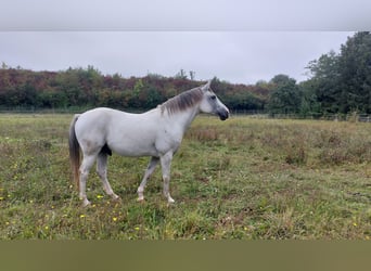 Polish riding pony Mix, Gelding, 12 years, Gray