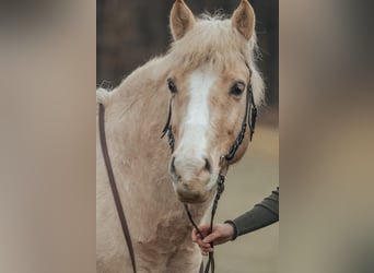 Polnisches Reitpony, Wallach, 13 Jahre, 13 hh