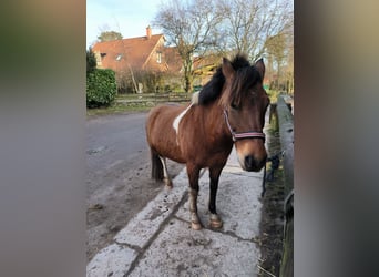 Polish riding pony, Gelding, 13 years, 13,2 hh, Brown