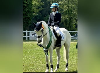Polish riding pony, Gelding, 13 years, 14.1 hh, Grey