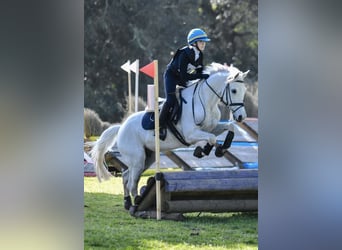 Polish riding pony, Gelding, 13 years, 14,1 hh, White