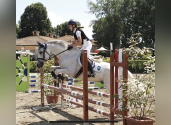 Polish riding pony, Gelding, 13 years, 14,1 hh, White