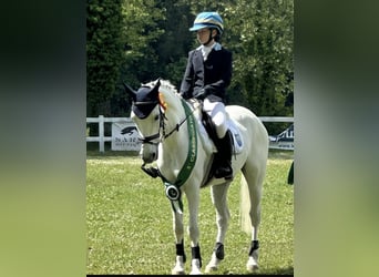 Polish riding pony, Gelding, 13 years, 14,1 hh, White