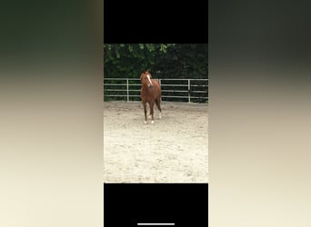 Polish riding pony, Gelding, 14 years, 14,1 hh, Chestnut-Red