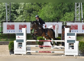Polish riding pony, Gelding, 15 years, 14.1 hh, Bay-Dark