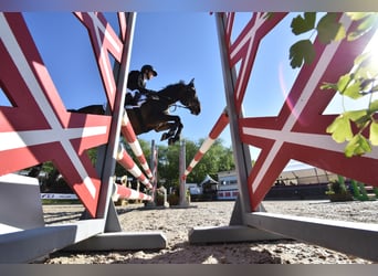 Polish riding pony, Gelding, 15 years, 14.1 hh, Bay-Dark