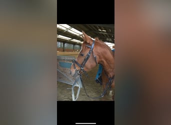 Polish riding pony, Gelding, 15 years, 14,1 hh, Chestnut-Red