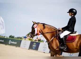 Polish riding pony, Gelding, 16 years, 14,2 hh, Bay