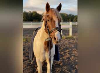 Polish riding pony Mix, Gelding, 17 years, 13,2 hh, Pinto