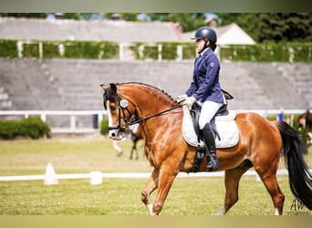 Polish riding pony, Gelding, 17 years, 14,2 hh, Bay