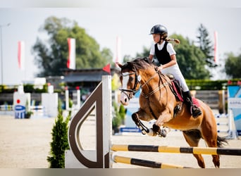 Polish riding pony, Gelding, 17 years, 14,2 hh, Bay