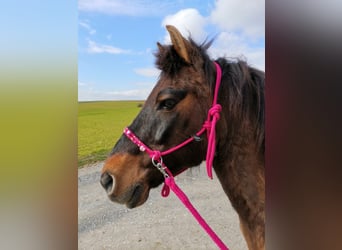 Polnisches Reitpony Mix, Wallach, 19 Jahre, 13,3 hh, Falbe