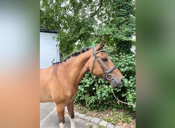 Polish riding pony, Gelding, 19 years, 13,2 hh, Brown