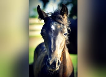 Polish riding pony, Gelding, 1 year, Bay-Dark