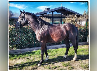 Polish riding pony, Gelding, 3 years, 14.1 hh, Black
