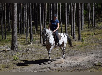Polish riding pony, Gelding, 3 years, 14.2 hh, Leopard-Piebald
