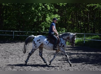 Polish riding pony, Gelding, 3 years, 14.2 hh, Leopard-Piebald
