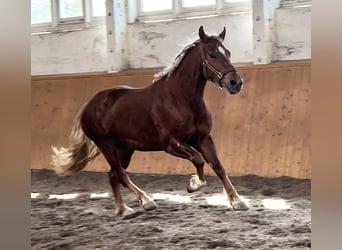 Polish riding pony, Gelding, 3 years, 15.2 hh, Chestnut