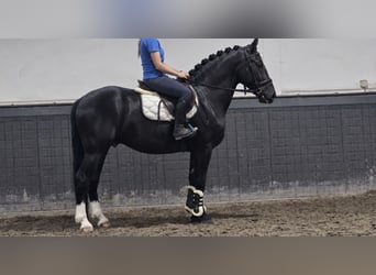Polish riding pony, Gelding, 3 years, 16.1 hh, Black