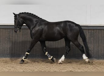 Polish riding pony, Gelding, 3 years, 16.1 hh, Black