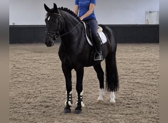 Polish riding pony, Gelding, 3 years, 16.1 hh, Black