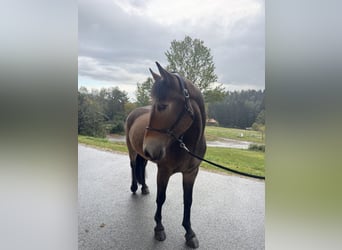 Polish riding pony, Gelding, 4 years, 15.1 hh, Brown