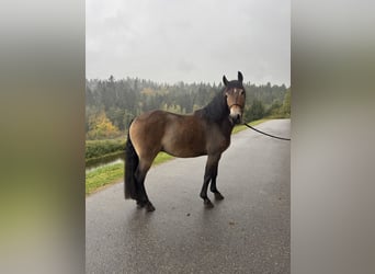Polish riding pony, Gelding, 4 years, 15.1 hh, Brown