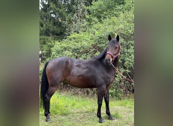 Polish riding pony, Gelding, 5 years, 13.3 hh, Bay