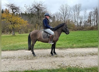 Polish riding pony, Gelding, 5 years, 14.2 hh