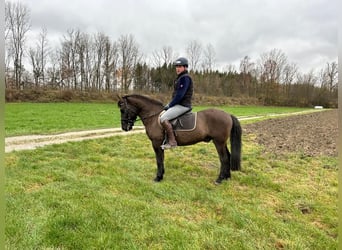 Polish riding pony, Gelding, 5 years, 14.2 hh