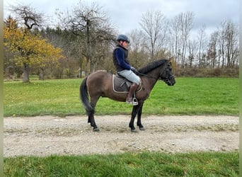 Polish riding pony, Gelding, 5 years, 14.2 hh
