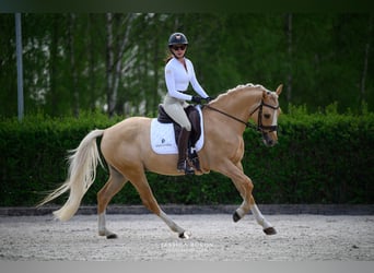 Polish riding pony, Gelding, 5 years, 15 hh, Palomino