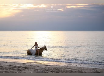 Polish riding pony, Gelding, 5 years, 15 hh, Palomino