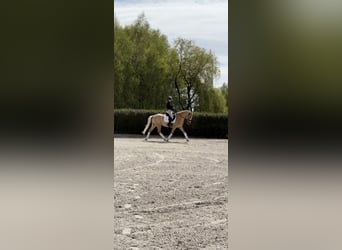 Polish riding pony, Gelding, 5 years, 15 hh, Palomino