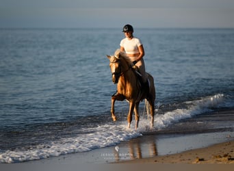 Polish riding pony, Gelding, 5 years, 15 hh, Palomino