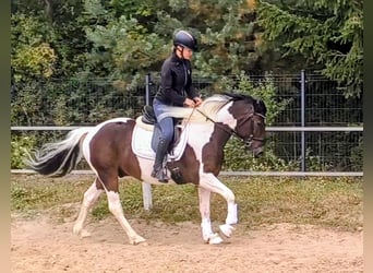 Polish riding pony Mix, Gelding, 5 years, 15 hh, Pinto