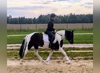 Polish riding pony Mix, Gelding, 5 years, 15 hh, Pinto