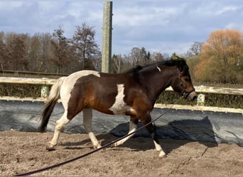 Polish riding pony, Gelding, 6 years, 13.1 hh, Pinto