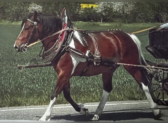 Polish riding pony, Gelding, 6 years, Pinto