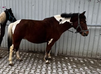 Polish riding pony, Gelding, 7 years, 13.2 hh, Pinto