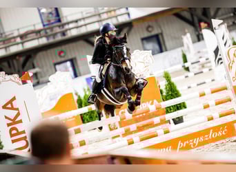 Polish riding pony, Gelding, 7 years, 13,2 hh, Smoky-Black
