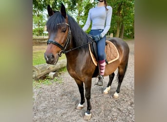 Polish riding pony, Gelding, 7 years, Brown