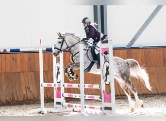 Polish riding pony, Gelding, 8 years, 13.1 hh, Grey