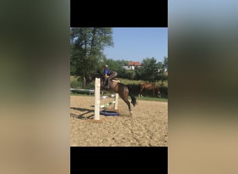 Polish riding pony, Gelding, 8 years, 13.2 hh, Bay-Dark