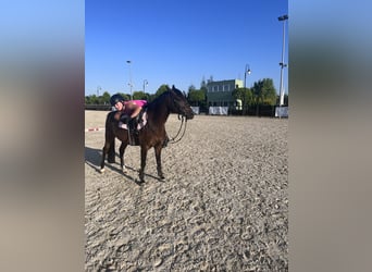 Polish riding pony, Gelding, 8 years, 13.2 hh, Bay-Dark