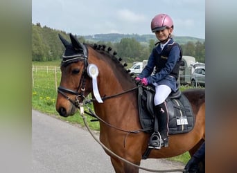 Polish riding pony, Gelding, 8 years, 14 hh, Bay-Dark