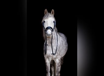 Polish riding pony, Gelding, 9 years, 13.1 hh, Grey