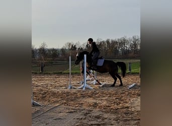 Polish riding pony, Mare, 10 years, 14.2 hh, Bay-Dark