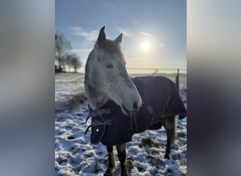 Polish riding pony, Mare, 10 years, 14,3 hh, Gray-Dapple